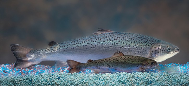 AquaBounty claims that AquAdvantage salmon grow twice as fast as wild salmon. 