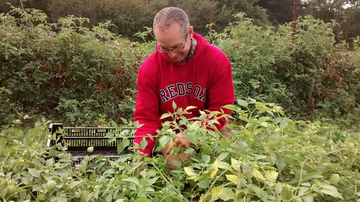David Greenberg picks tomatillos in a field overlooking the Cogmagun River.
