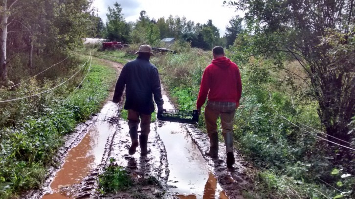 David Greenberg and his friend Pierre Brumaire carry tomatillos back to the farmhouse.