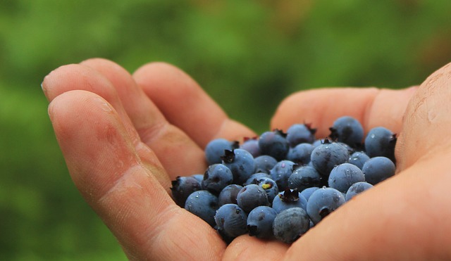 A handful of cultivated blueberries. 