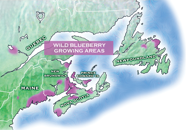 Wild blueberry growing areas. 