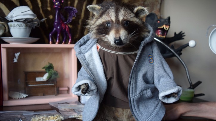 This raccoon, named Derpy, is one of Hillman's many creatures that he dressed up in outfits. 