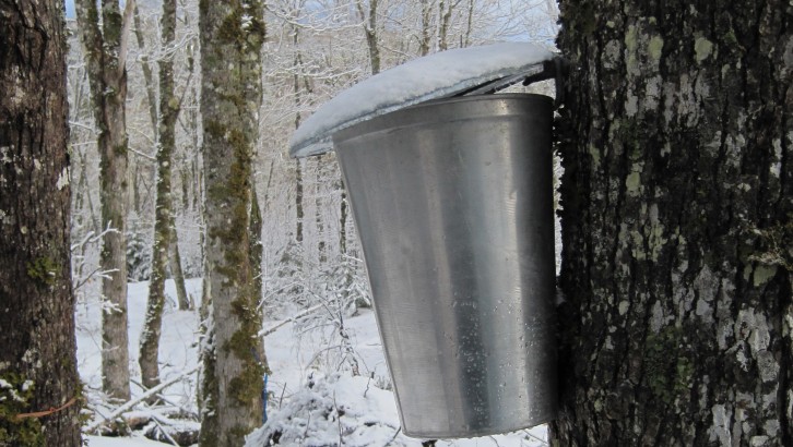 A sap bucket collects sap from a tree on Margaret and Curtis Pyke's farm. 