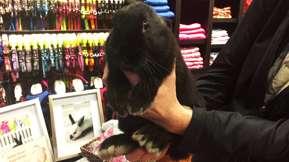 Simone the rabbit is currently being fostered by 10000 Carrots Rabbit Rescue.