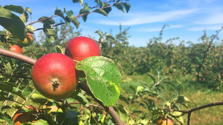 Redfree organic apples at Boates Farm