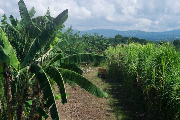 The farm is a prototype village. It teaches people about multi-crop planting. Many Filipinos only grow rice. If a typhoon hits, their fields are destroyed and they're left vulnerable. Multi-crop planting, like these banana trees (left) and sugarcane (right) that you see here mean fields are more resistant to typhoon winds and flooding.