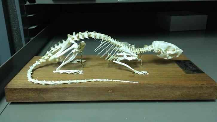 A skeleton of the Norway rat, the most common pest in Halifax