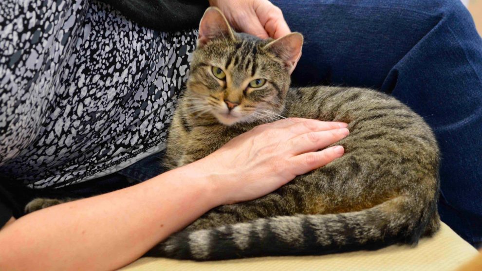 Lily Pad Cat Lounge in Dartmouth opens its doors The Signal