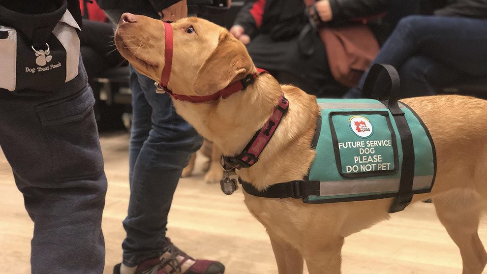 do i qualify for a service dog canada