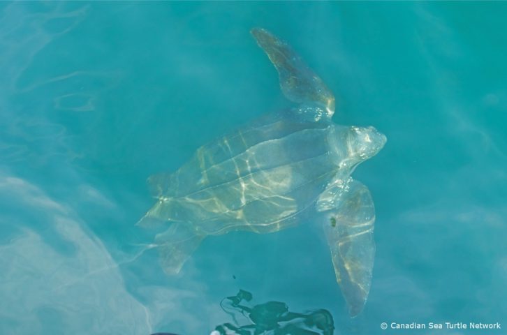 A large sea turtle swims just under the surface of turquoise water.