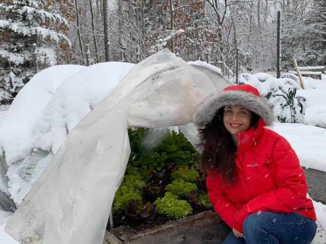 A woman crouches beside some lettuce growing under a tunnel structure to protect them from the snow all around. 