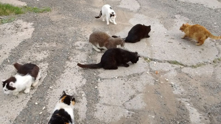 Seven feral cats on a paved concrete road.