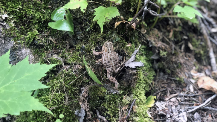 frog on moss climbing up the base of the tree