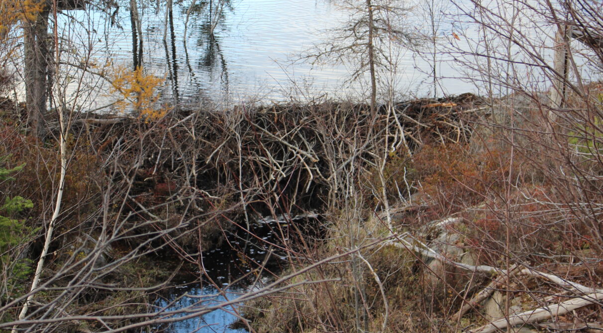 A beaver dam in Lake Echo, Nova Scotia.