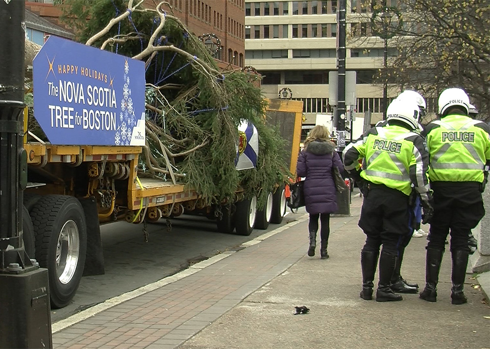 The white spruce tree for Boston is 49 feet tall and 72 years old.