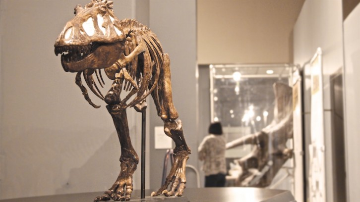 The skeleton of a dinosaur on display at the N.S. Museum of Natural History