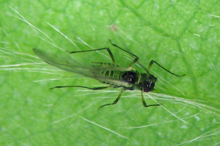 This is the winged formed of the Chaetosiphon tomasi, a member of the same genus as the strawberry aphid