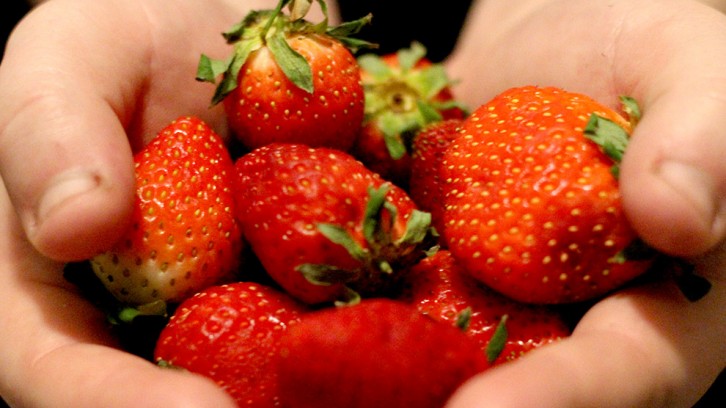 Federal research is hoping to find solutions to Nova Scotia's 2013 strawberry epidemic