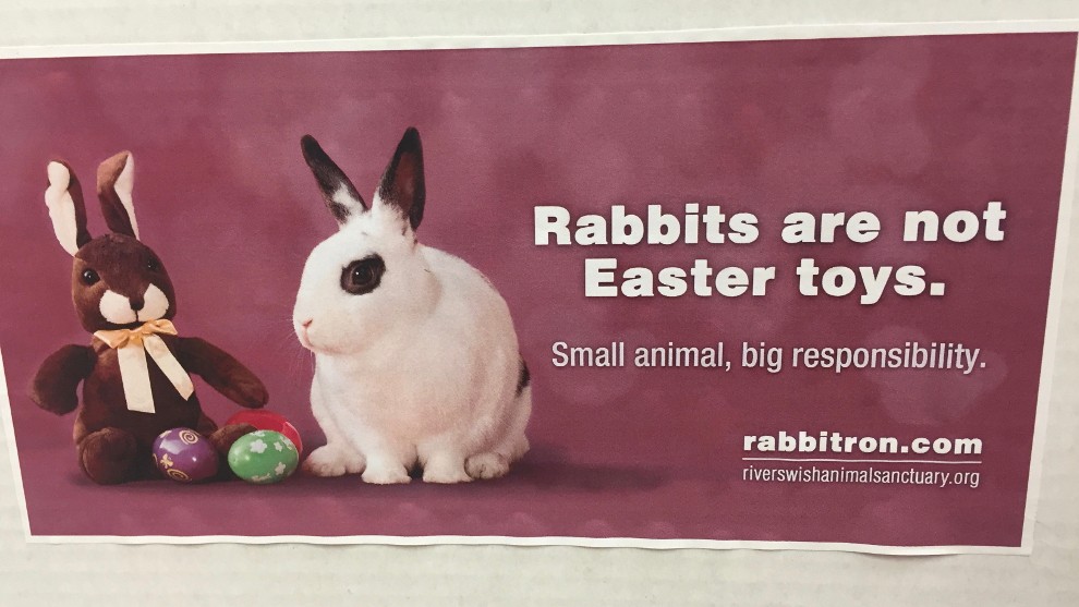 A poster used by 10000 Carrots Rabbit Rescue to raise awareness of rabbit abandonment.