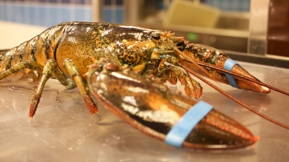 A live lobster ready for sale.