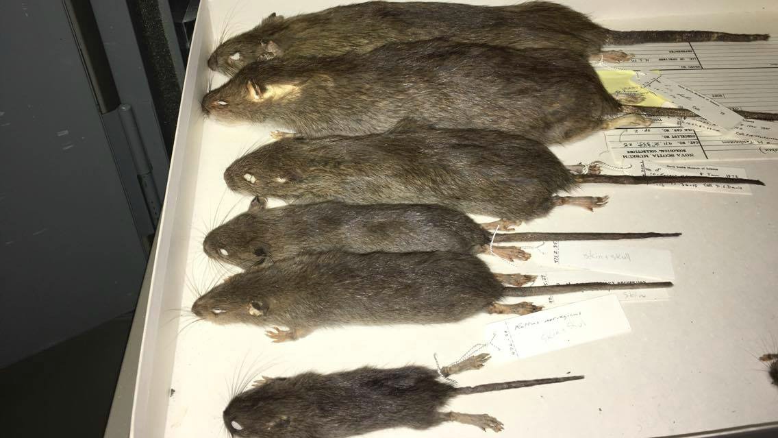 Rat specimens between one and eight months old