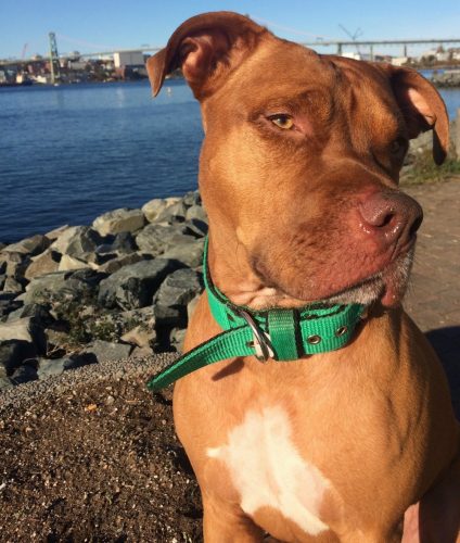 Danielle Yorke’s pit bull, Zeus, poses on the Dartmouth waterfront