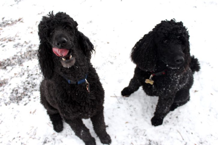 Rosie and Sophie are two standard poodles and are both cousins. 