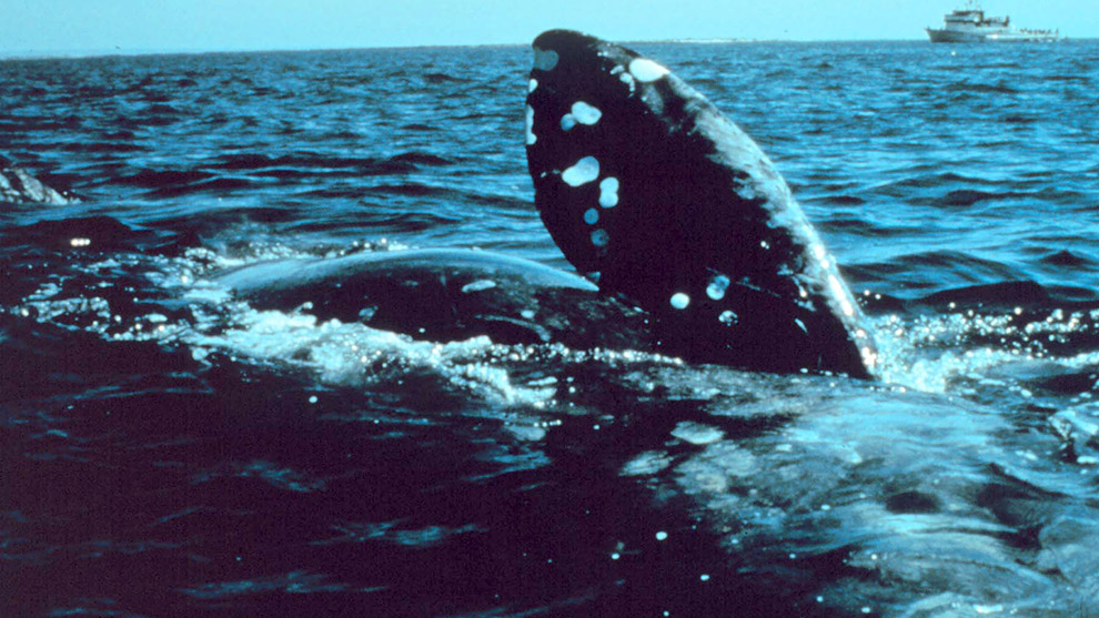A North Atlantic right whale 