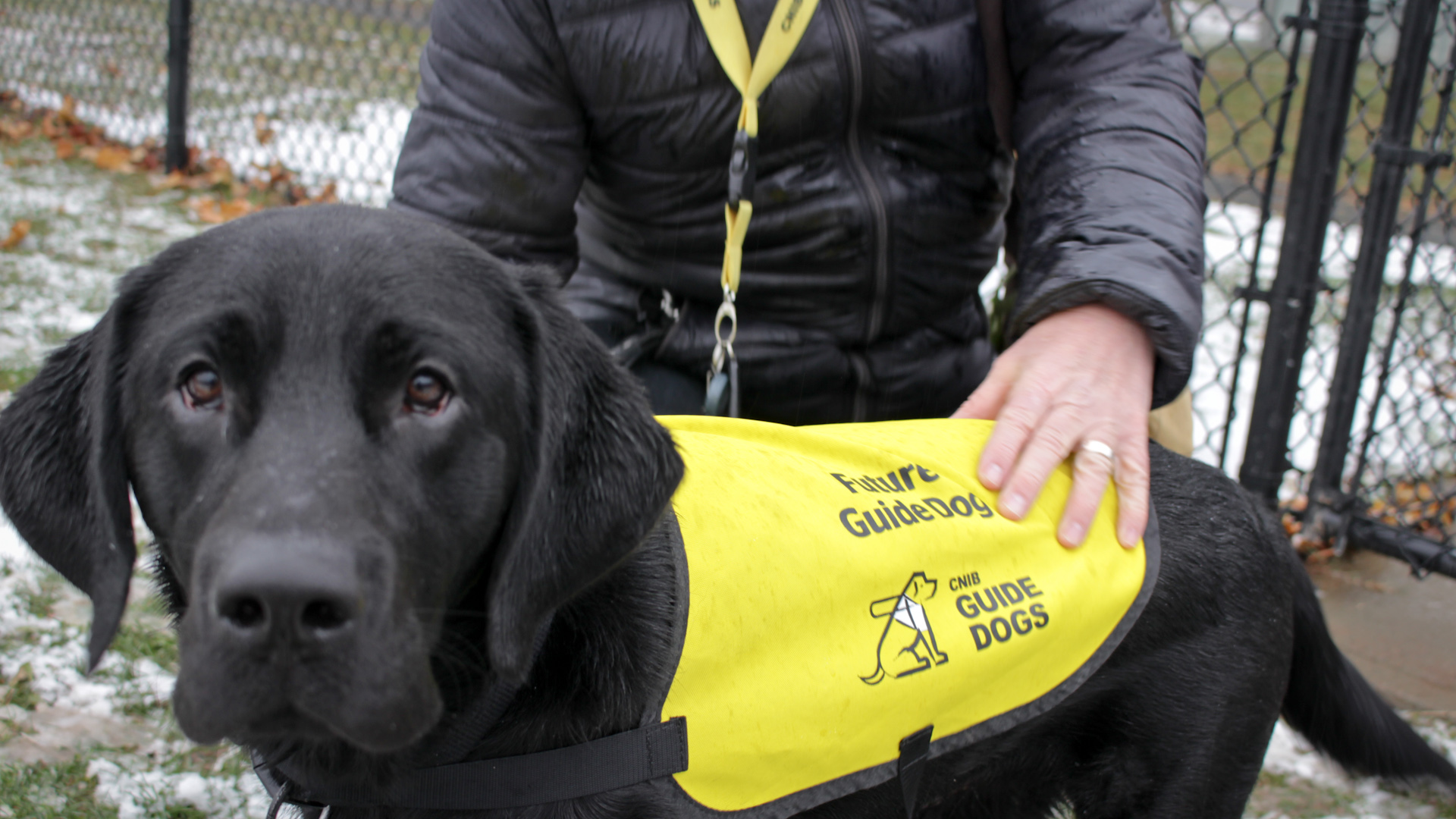 11-month-old Lewis practices wearing his guide dog bib put on by foster Daniel O'Brien