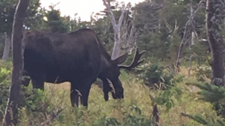 A moose on the Skyline Trail within the Cape Breton Highlands National Park. Taken August 2018.