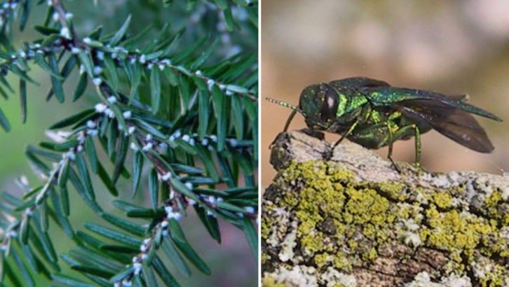 Hemlock woolly adelgid and the emerald ash borer are new to Nova Scotia's ecosystems and pose a risk to the province's forests. Hemlock woolly adelgid and the emerald ash borer are new to Nova Scotia's ecosystems and pose a risk to the province's forests.