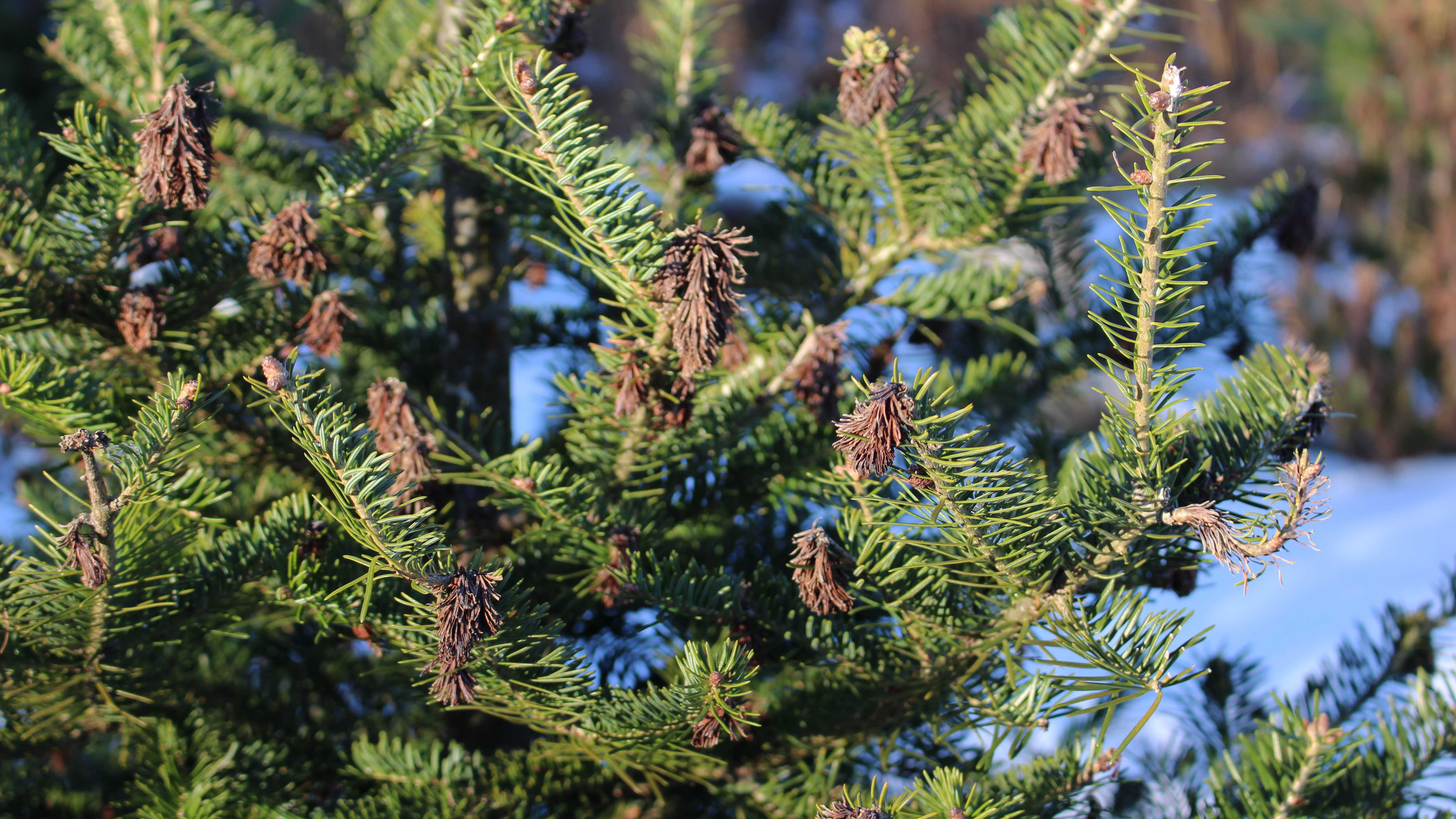 The tips of the balsam firs are evidence of damage from the frost. 