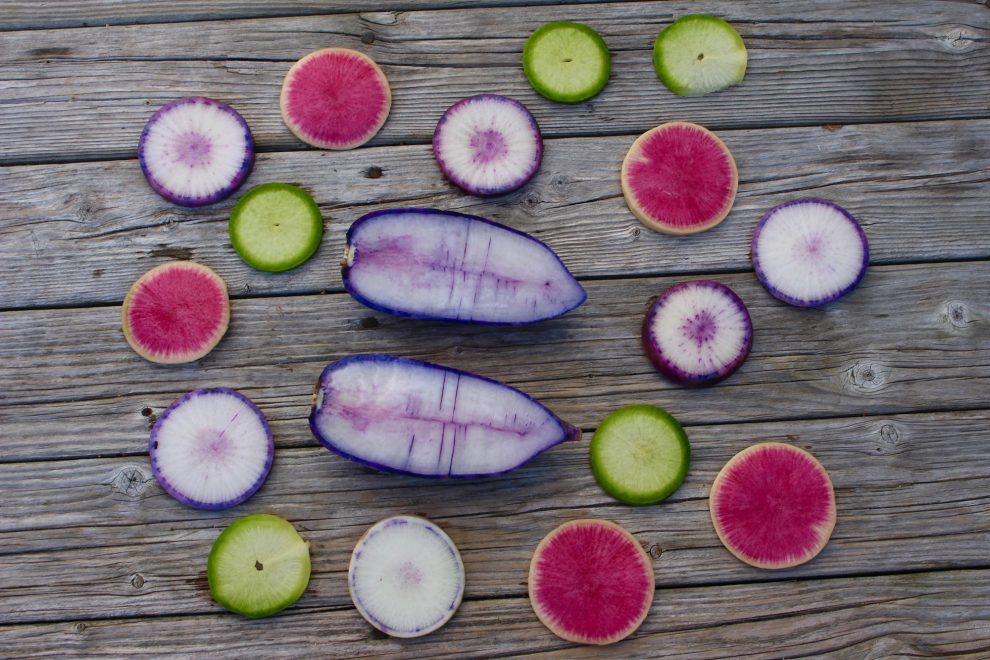 Harvesting vegetables during the Nova Scotia winter The Signal