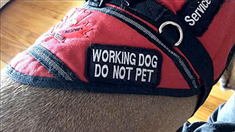 service dog vest reads: "working dog; do not pet"