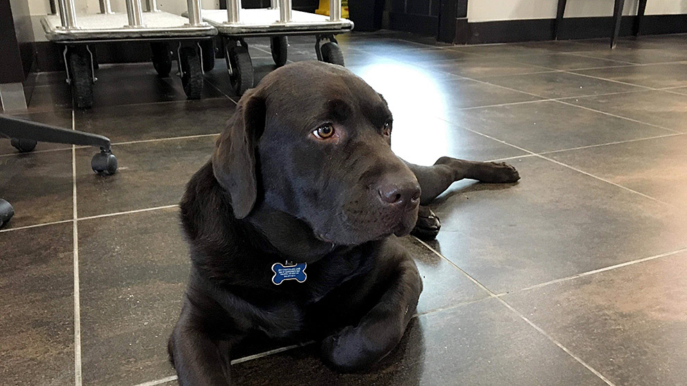 Aero the hotel dog even has his own social media accounts.