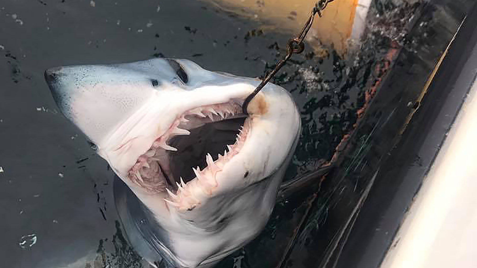 A blue shark is seen at the side of Gaetan's boat.