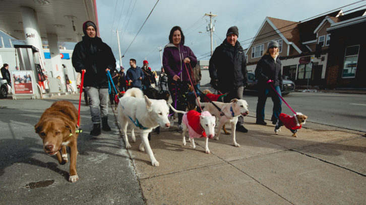 Dog owners walk along Quinpool Road during the pet parade on Saturday. 
