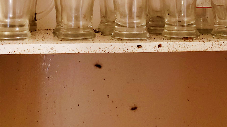 Cockroach problem in Halifax is ‘creeping up,’ experts say The Signal