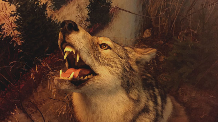 The eastern coyote or coywolf display found at the Nova Scotia Museum of Natural History.