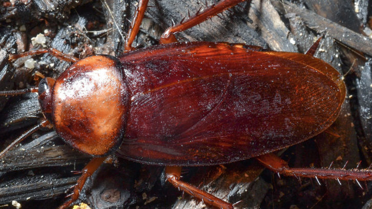 A german cockroach is pictured. They are the fastest reproducing cockroach in the world.