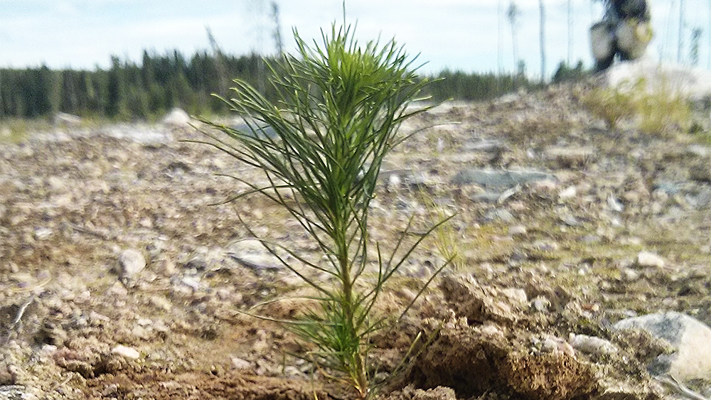 A pine tree sapling planted in Sioux Lookout Ont.