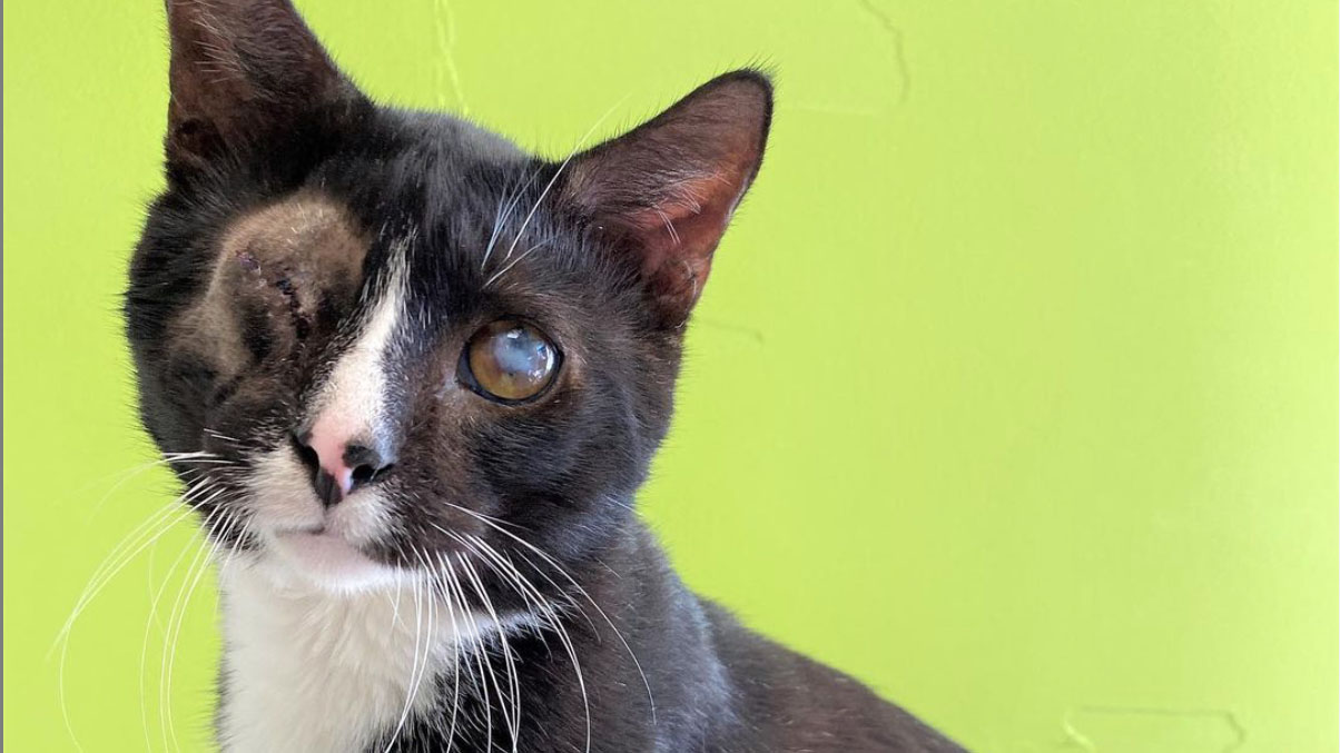 Terrance is one of the 25 cats that have already been adopted from the 80 that were rescued.