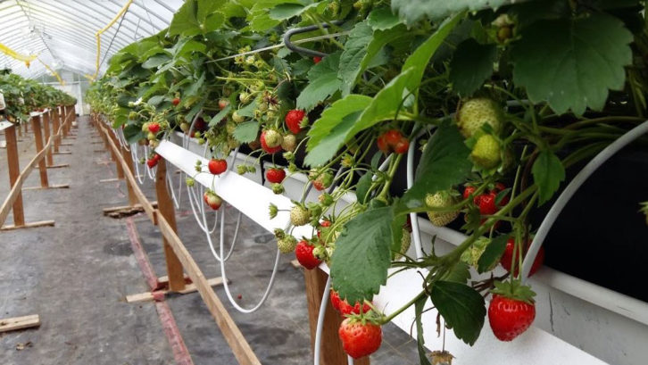 Strawberries grow inside a FarmWorks-funded greenhouse.