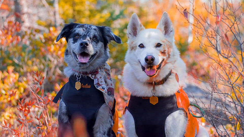 Two dogs are shown on a hiking trail.