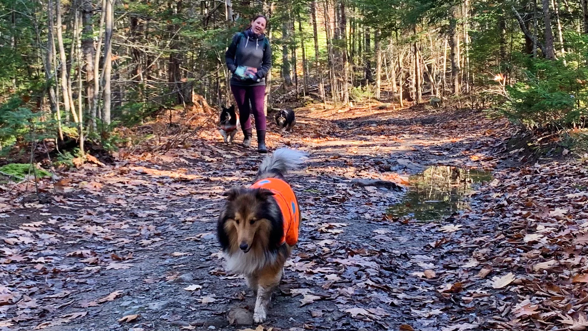 Jennifer Penney and her three dogs walking on a trail in Sandy Lake Park.