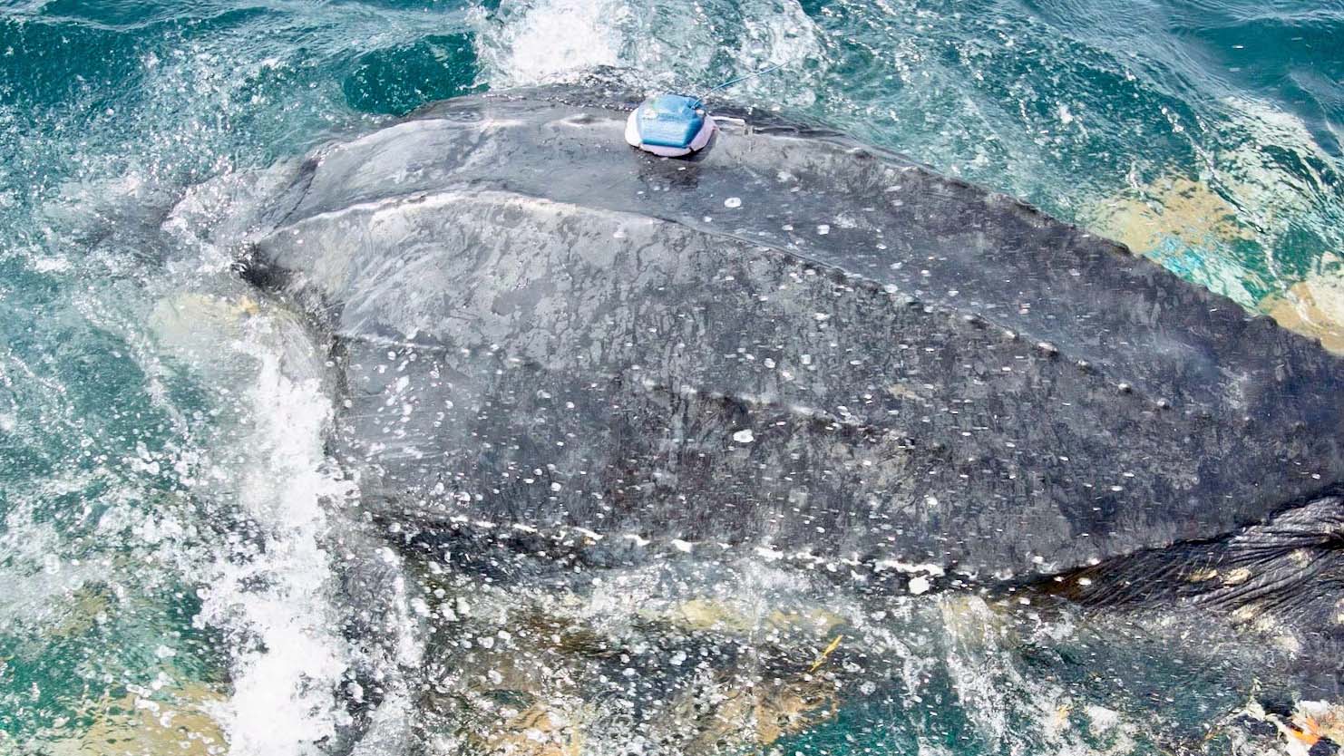 Ruby, a leatherback sea turtle, splashes in the water after researchers attached a satellite tag to her.