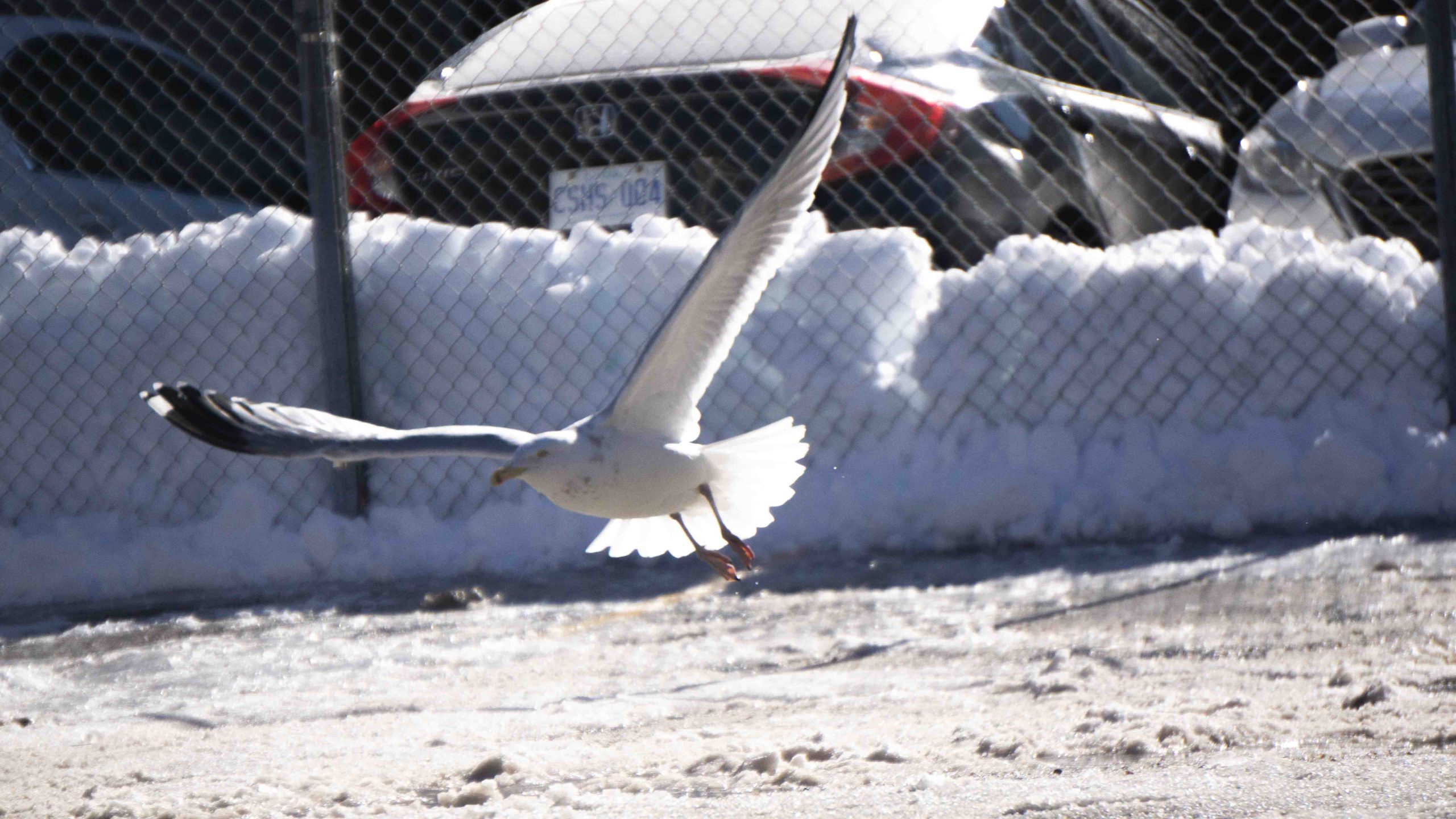A seagull takes flight from a snowy parking lot.