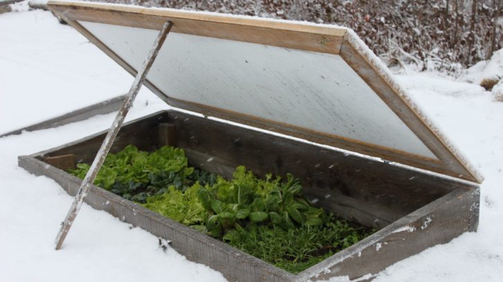A cold frame with a clear top and bottomless structure, allows Niki Jabbour to harvest salad greens throughout the winter. 