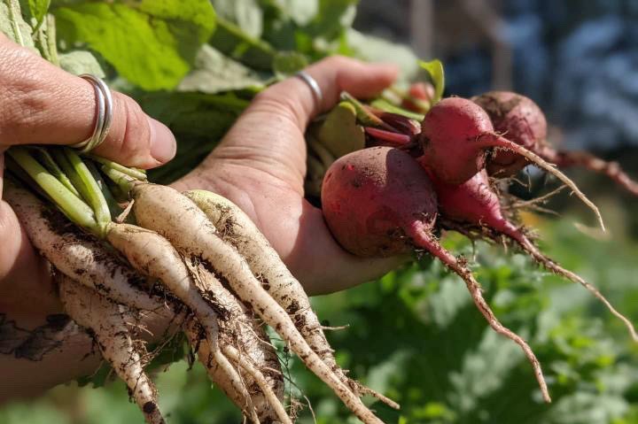 Two hands holding radishes fill the screen. On the left of the photo are white icicle shaped radishes and the right are round red radishes.