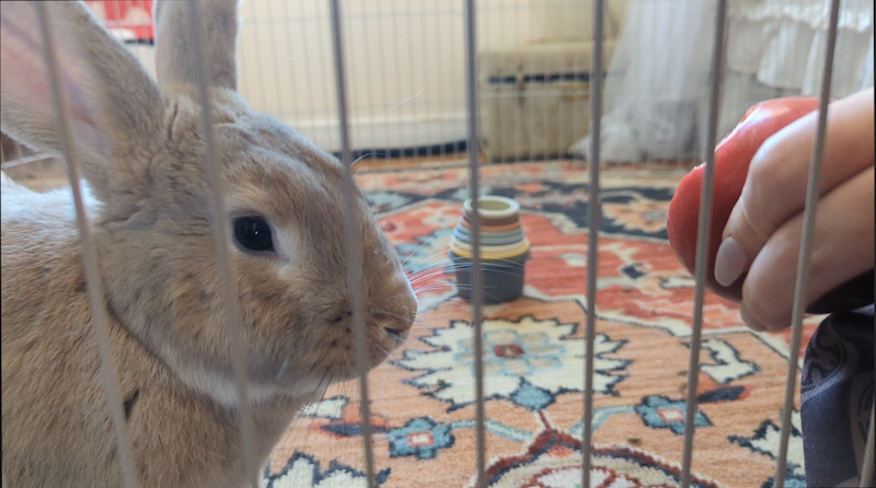 Crystal Greene took this photo of the Flemish rabbit.